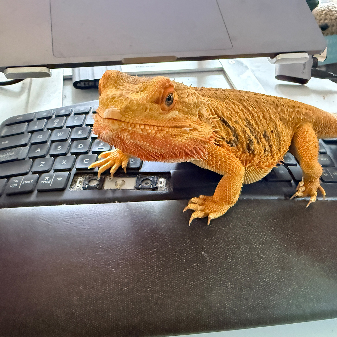 Ruby standing on a computer keyboard beneath a laptop