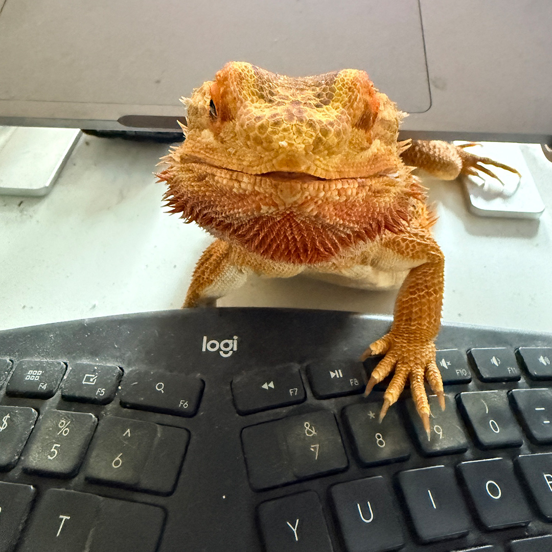 Ruby facing the camera behind a keyboard with one paw resting on the number keys