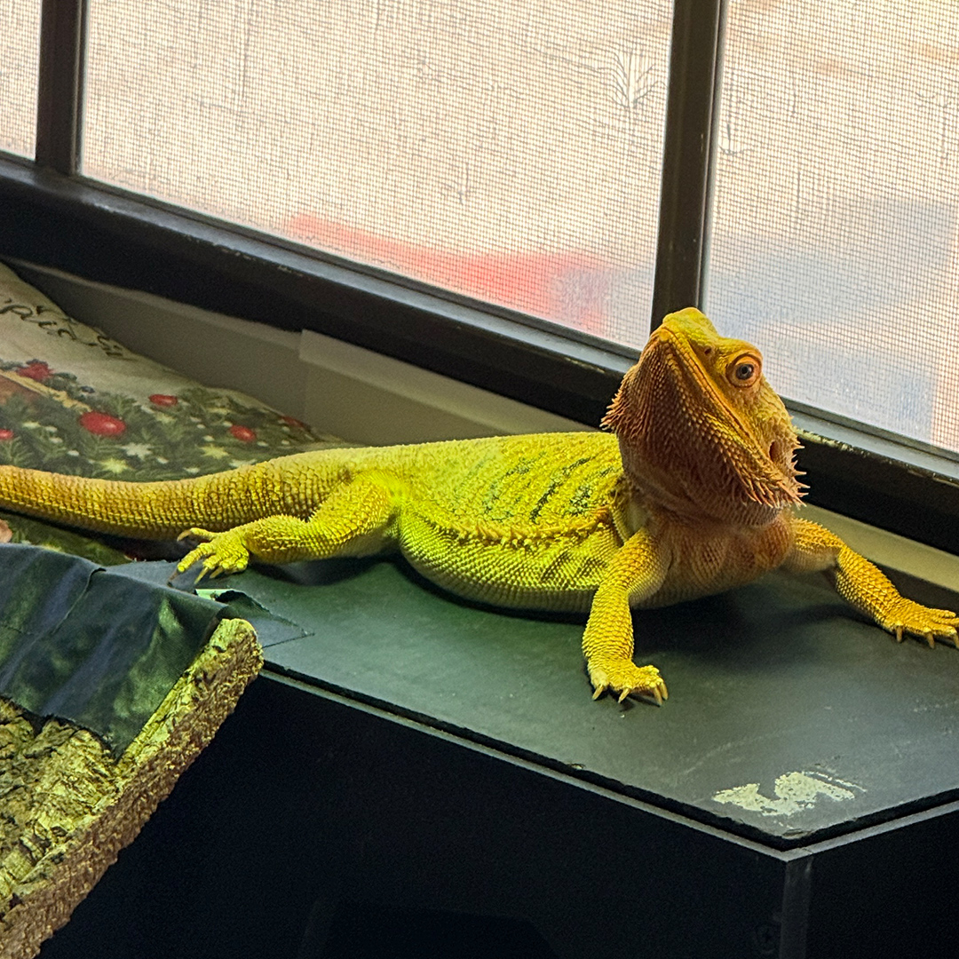 Ruby the bearded dragon basking by the window, head held high