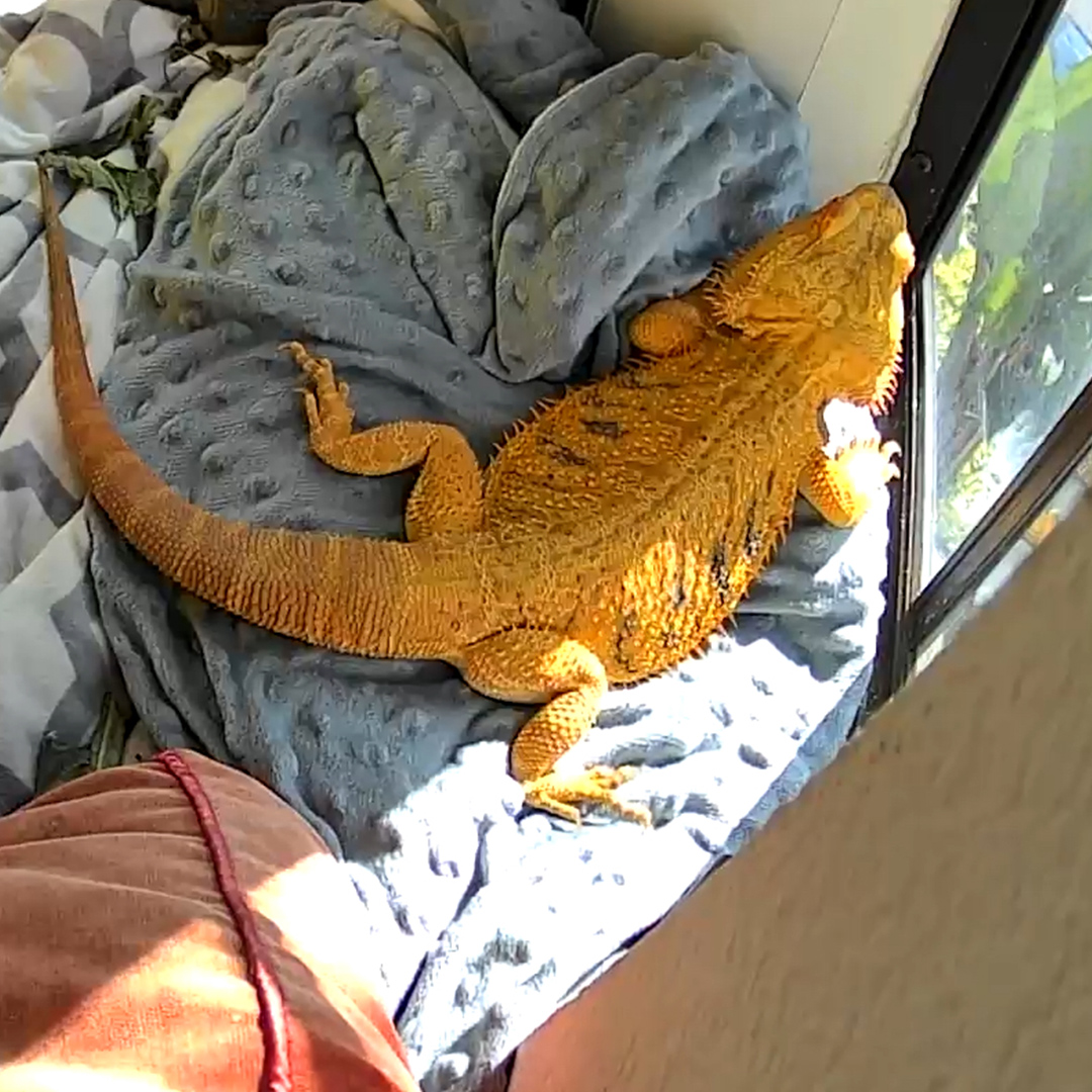 Ruby stretched out full-length on a grey blanket in the sun