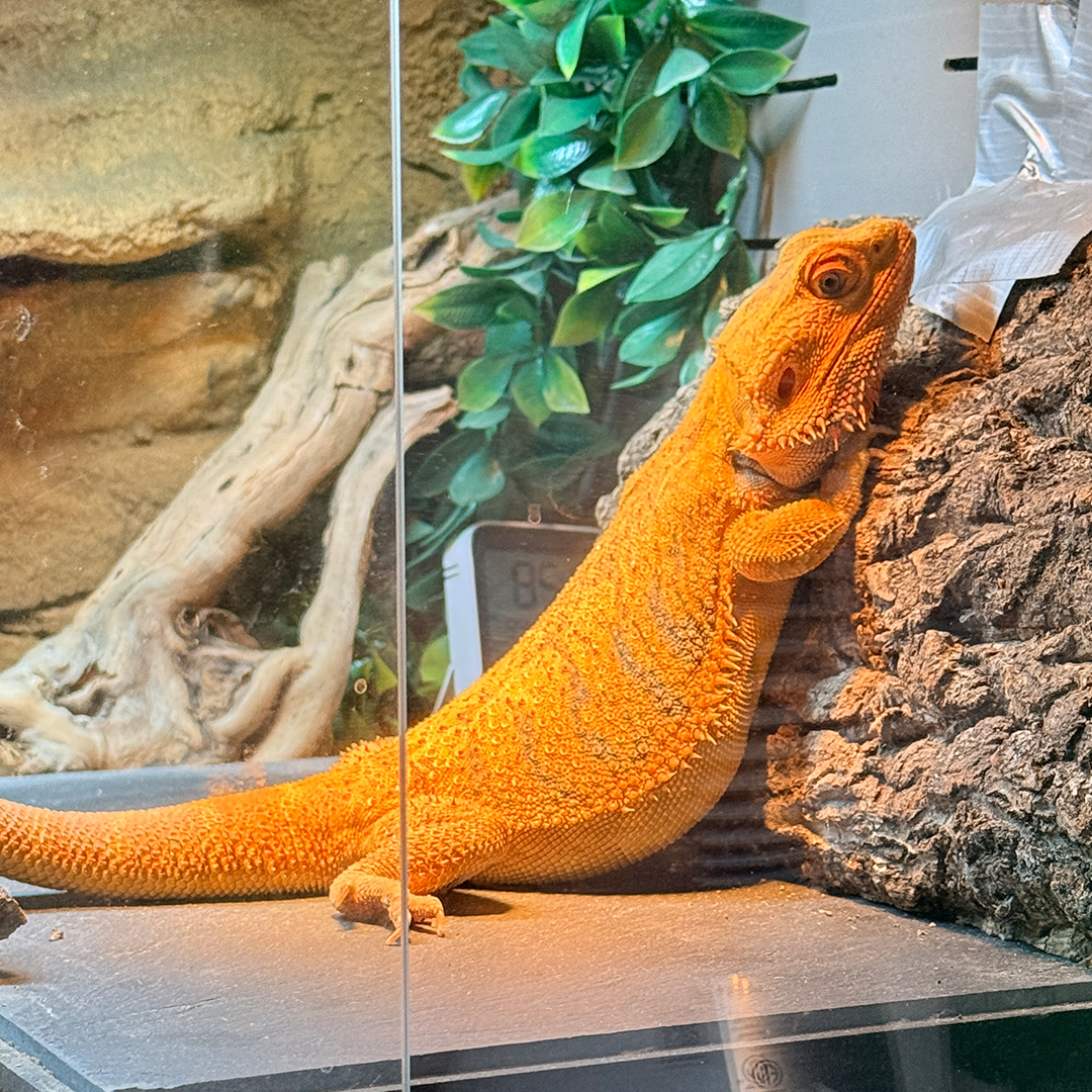 Ruby standing upright in her terrarium, leaning on a piece of bark