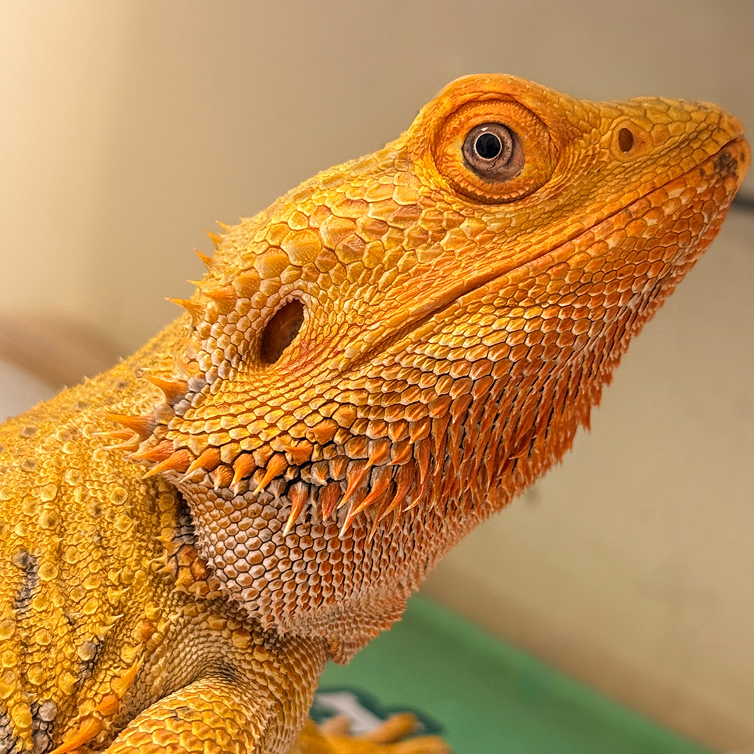 Close-up of Ruby's head in profile, golden scales