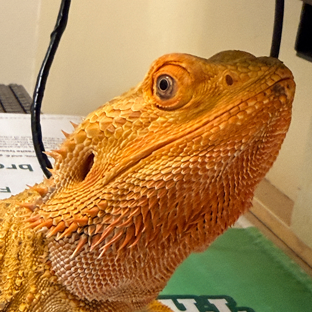 Close-up of Ruby looking up, orange beard on display