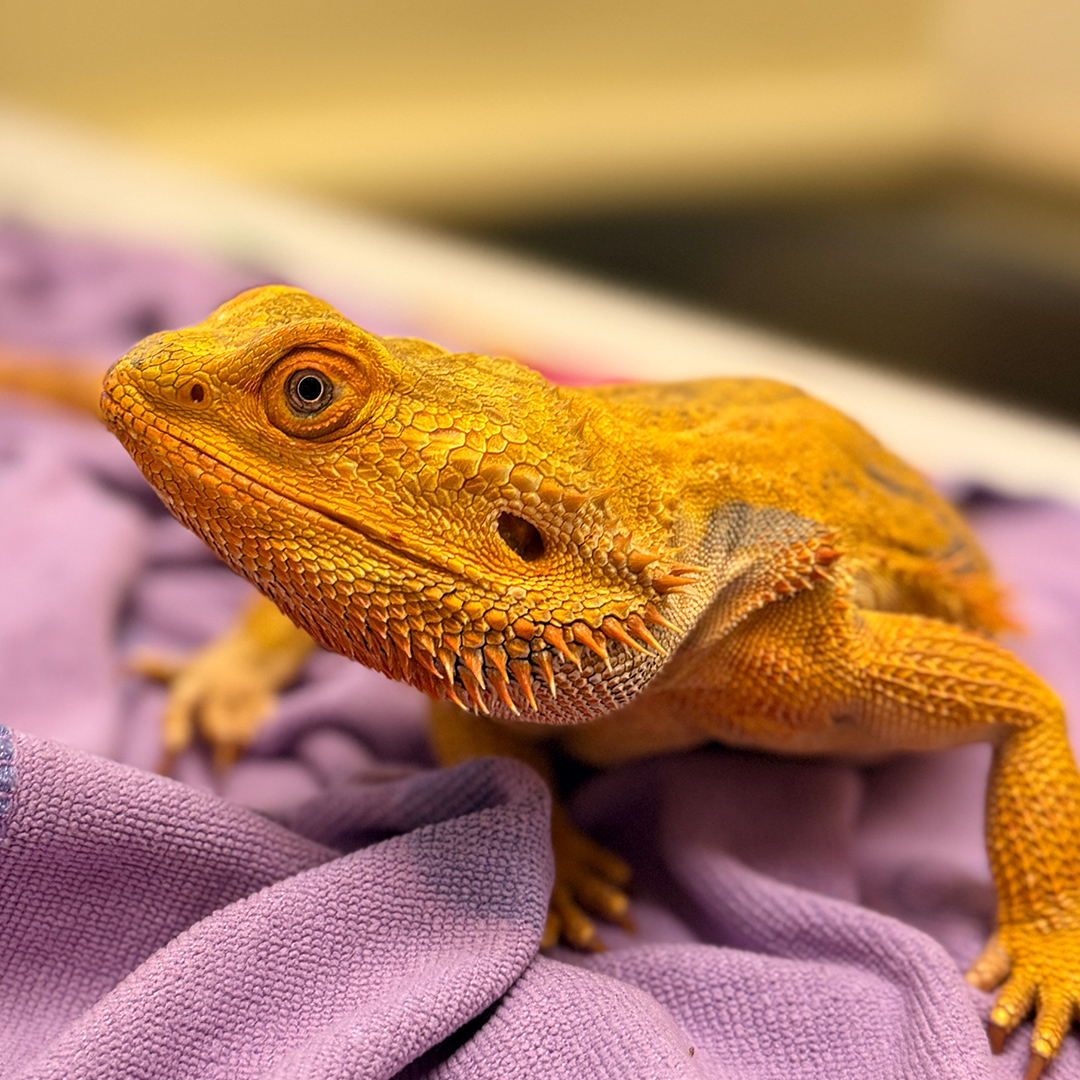 Ruby on a purple towel, facing the camera