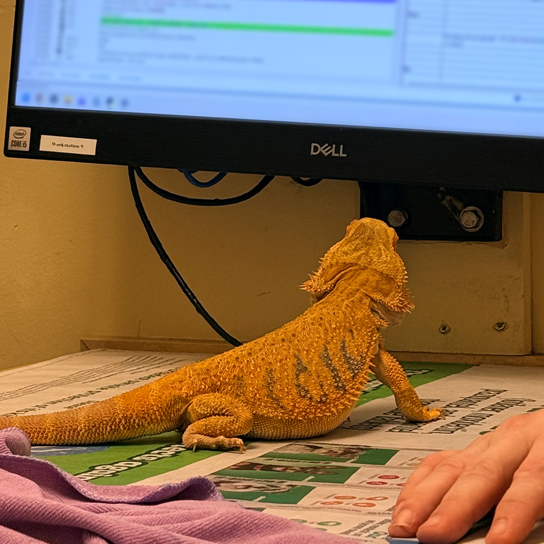 Ruby seen from behind, sitting at a desk under a computer monitor