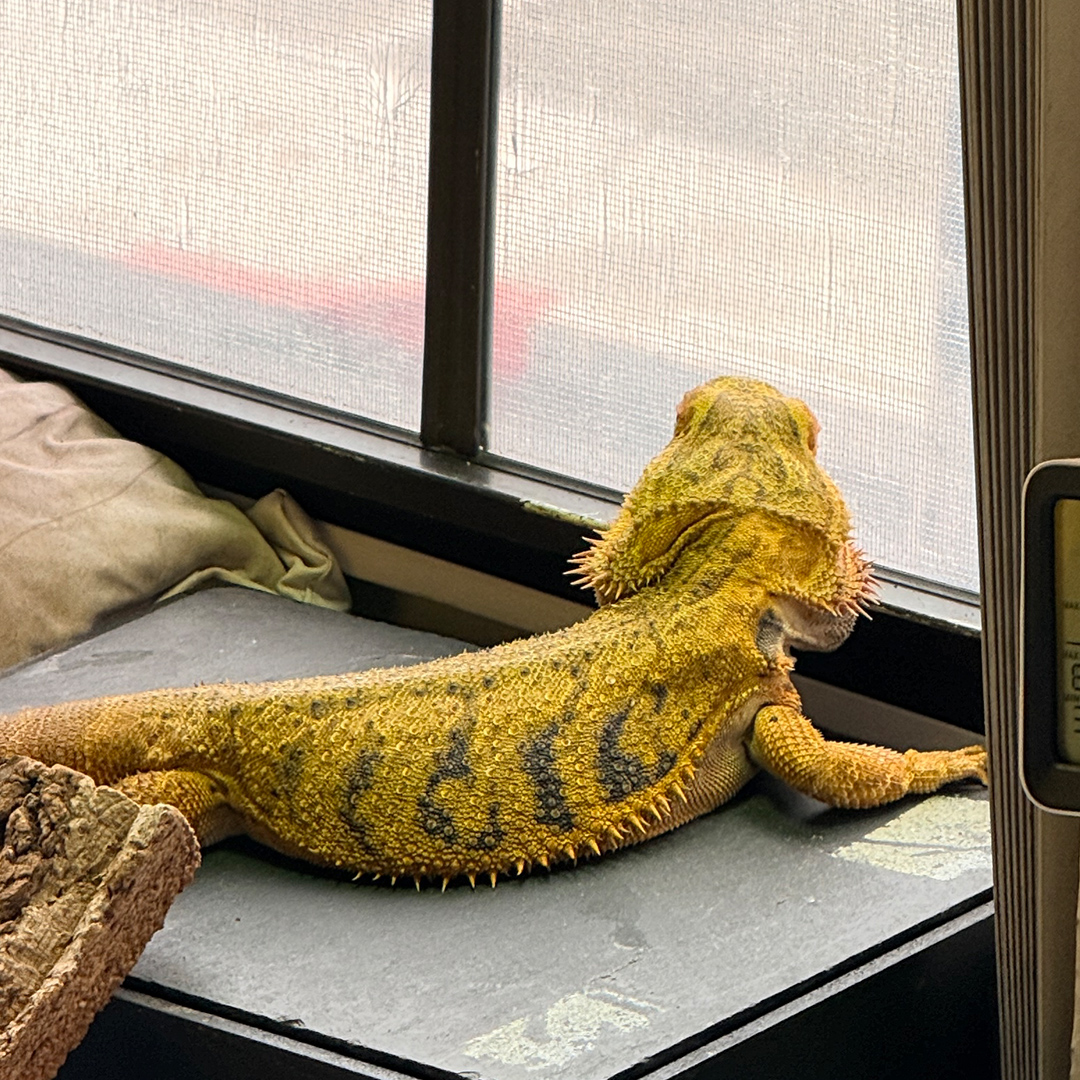 Ruby seen from behind at the window, dark back markings visible